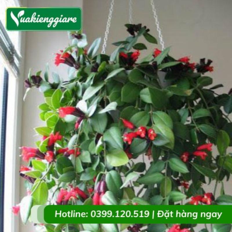 Cây hoa dừa cạn đang phát triển mạnh mẽ dưới ánh nắng mặt trời, minh họa điều kiện ánh sáng lý tưởng